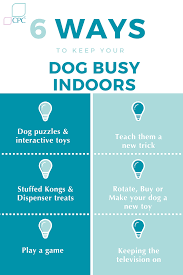your dog happy and busy indoors