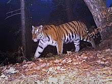 Siberian Tiger Wikipedia