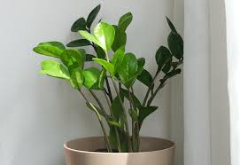 House Plants For The Holidays State