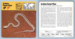 arabian carpet viper reptiles 1970