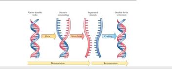 chemical properties of dna and rna