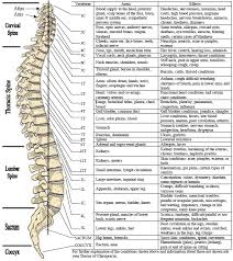 The Truth About Spinal Misalignments Dr Erica Perez