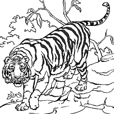 Voir plus d'idées sur le thème dessin tigre, dessin, pochoir silhouette. Coloriage Tigre En Ligne Gratuit A Imprimer