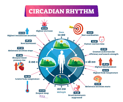 what is circadian rhythm disorders
