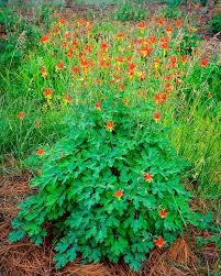 21 California Native Shade Plants