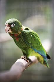 saving the puerto rican parrot garden