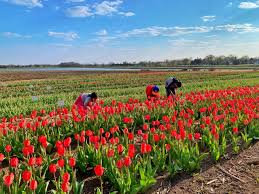 tulip festival tips