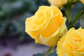 unique yellow roses stock photos