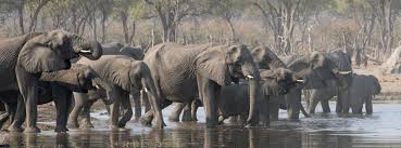 It is an attractive production but it proved to be not useful for my purpose. Moremi Game Reserve Safaris Tours Budget Packages To Moremi Game Reserve