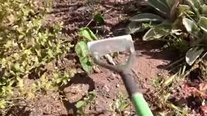 how to hoe weeds you
