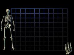 Best 48 Skeletal System Powerpoint Background On
