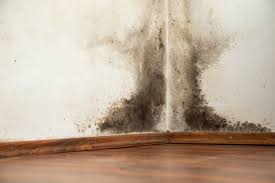 black mold removal natural ways to