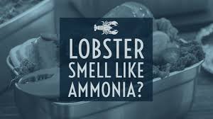 lobster smells like ammonia is it