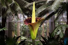 The odour attracts insects which feed on deceased animals and lay their eggs in. Titan Arum Description Life Cycle Facts Britannica