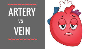 This page is about arteries vs veins,contains 6. Arteries Vs Veins Circulatory System Youtube