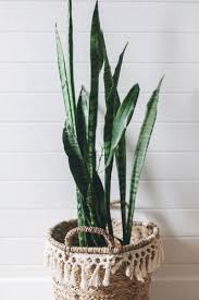 Low Light Indoor Plants Best