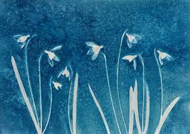 How To Make Cyanotypes Of Flowers