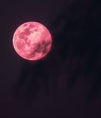 1500+ Pink Moon Pictures
