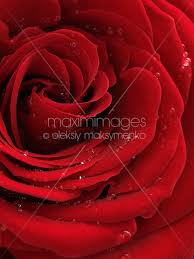 photo of beautiful red rose stock