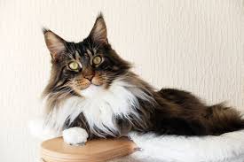 Currently, the two largest, longest cats on record with the guinness book of world records are both maine. Brown Tabby With White Maine Coon Cat On Top Of Cat Tree Buy This Stock Photo And Explore Similar Images At Adobe Stock Adobe Stock