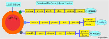 blood groups abo and rh system