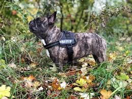 Gizmo carries two copies of (at) and will pass producing exotic and rare colored french bulldog puppies: French Bulldog Colors Explained With Photos The Pets Kb