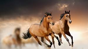 Image result for PHOTOGRAPHS OF HORSES