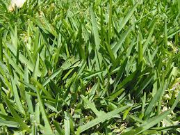 St. Augustine grass - Wikipedia