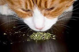 catnip why cats love it paws claws