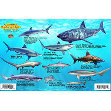 Franko Maps California Sharks Ray Creature Guide 5 5 X 8 5