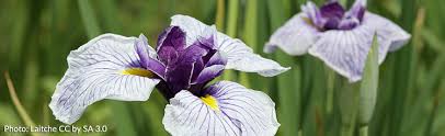 What are planting instructions for iris? Planting Japanese Iris Seeds Melinda Myers