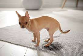 help my dog keeps ing on my carpet