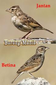 Download lagu kicau burung branjangan mp3 dan video klip mp4 (5.12 mb) gudanglagu. Gambar Burung Branjangan Betina Gambar Burung Wallpaper