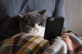 5 best mobile apps and games for cats