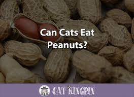 Cats shouldn't really eat peanut butter. Can Cats Eat Peanuts Cat Kingpin