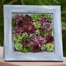 Large Succulent Picture Frame Simply