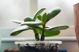 Harsh light can scorch young, immature plants or cause the leaves on older ones to turn red. How Fast Do Jade Plants Grow And How To Make Them Grow Faster Smart Garden Guide