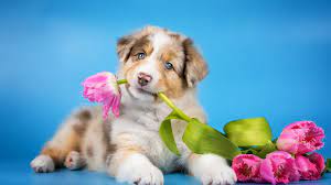 desktop wallpaper cute dog puppy