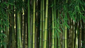 bamboo industry strategic science and