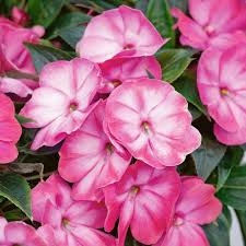 New guinea impatiens grow in tiny groups and keep their many flowers above their leaves. New Guinea Impatiens Harmony Magenta