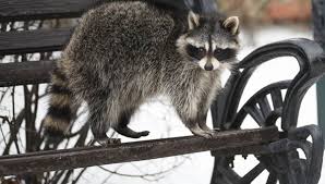 Besides that, raccoons need food to survive. What Do Raccoons Do In Winter Terminix