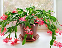 How often should a Christmas cactus be watered?