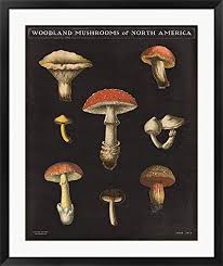 Mushroom Chart Ii By Wild Apple Portfolio Framed Art Print Wall Picture Black Frame 31 X 37 Inches