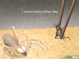 7 i often argue _ my brother. 4 Ways To Care For A Camel Spider Wikihow