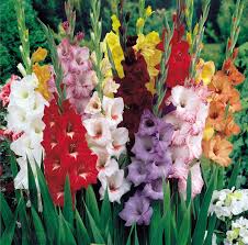 Gladiolus, a genus of perennial flowering plants. Gladioli Pravila Za UzgaÑaÑe KraÑa CveÑa Vrt 2021