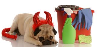 best carpet cleaner for pets uricide