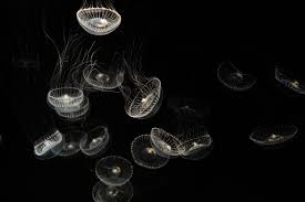 jellyfish 4k minimal wallpaper hd