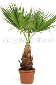 Washingtonia robusta (mexican fan palm or mexican washingtonia) is a palm tree native to western sonora and baja california sur in northwestern mexico. Washingtonia Robusta Skyduster Mexican Cotton Palm Buy Seeds At Rarepalmseeds Com
