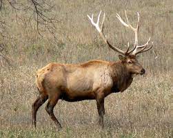 The benevolent and protective order of elks (bpoe; Elk Animal Database Fandom