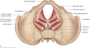 muscles of the pelvis